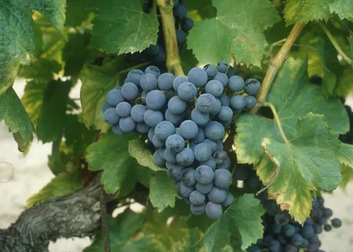 Su Niu Bed & Breakfast 3*